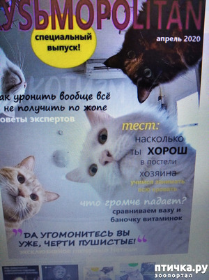 ����: KYS�MOPOLITAN