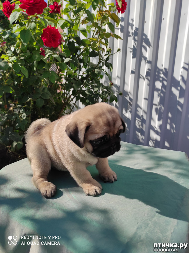 ���� 4: ������ �����