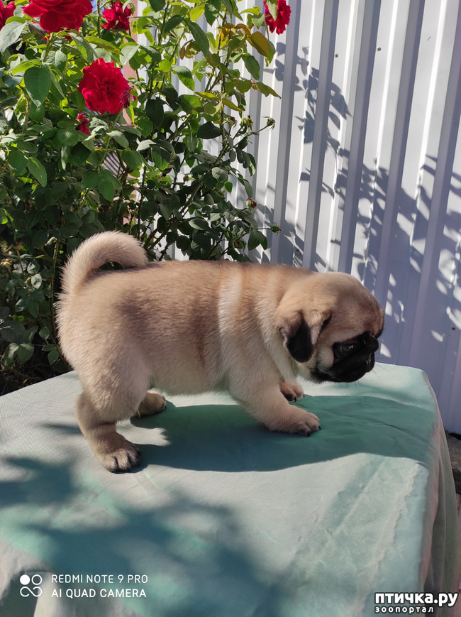 ���� 5: ������ �����