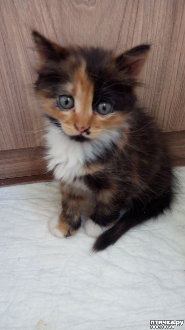 ���� 3: ������ �� �������