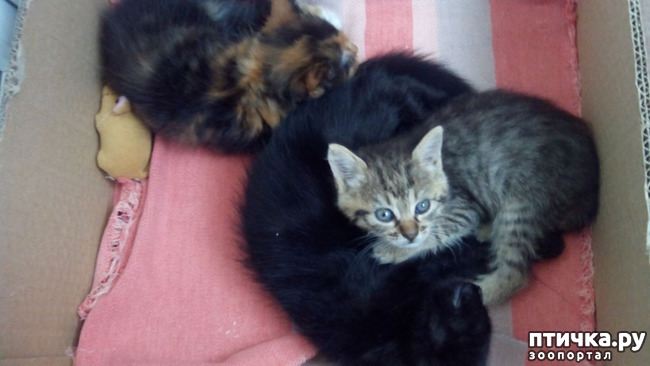 ���� 4: ������ �� �������