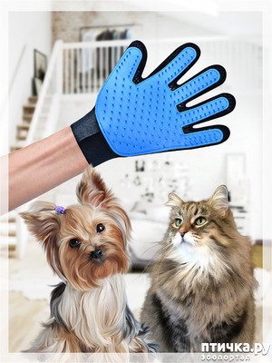 ����: ��������-����� ��� ��������