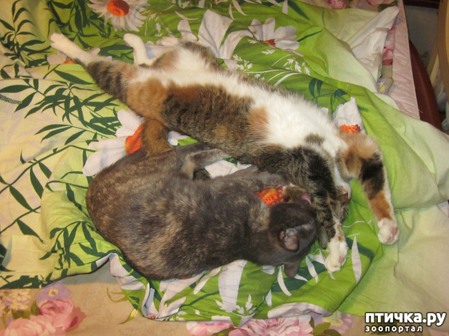 ���� 11: ����� ��� ������� ���������