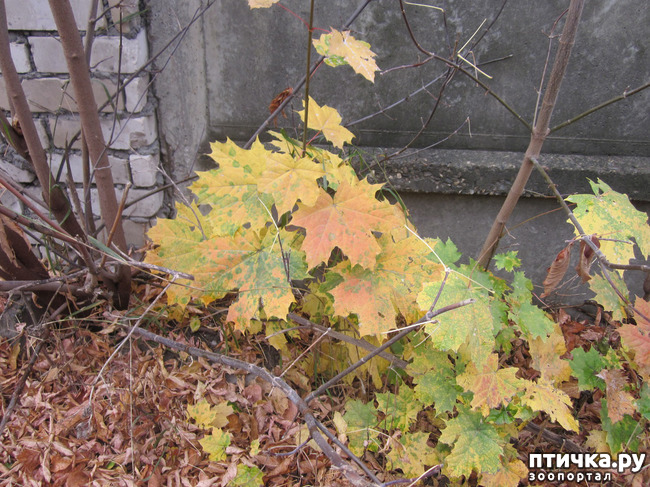 ���� 8: ����� ��� ������� ���������