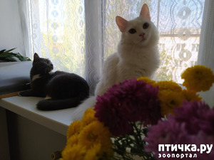 ����: ��� �������, �� � �������