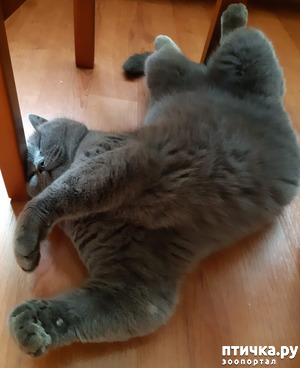 ����: ��������