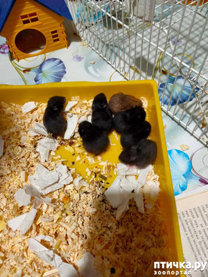 ����: ��������� ��������