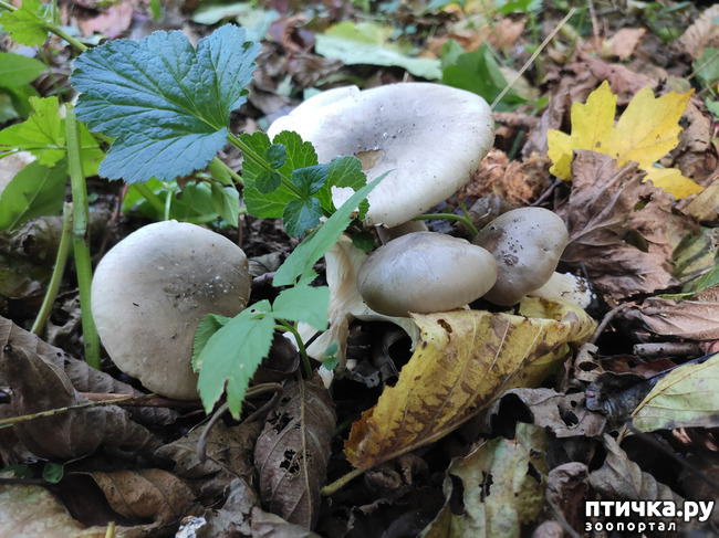 ���� 8: ������ ���������� ��������