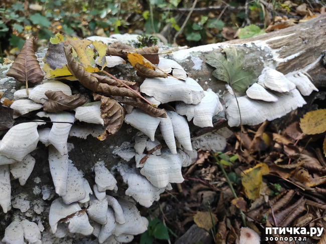 ���� 10: ������ ���������� ��������