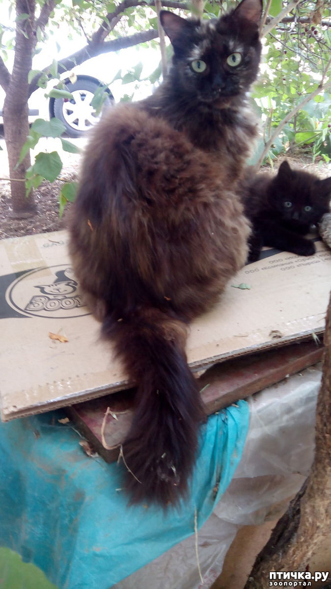 ���� 5: ������ �� ��������