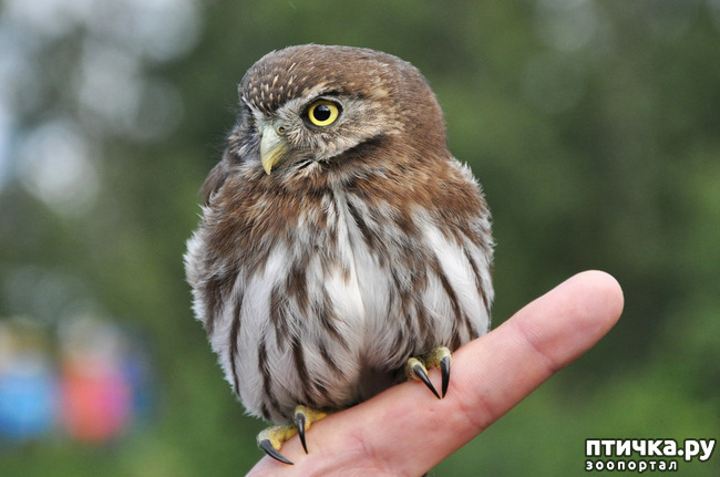 ���� 3: � ��� � ��������