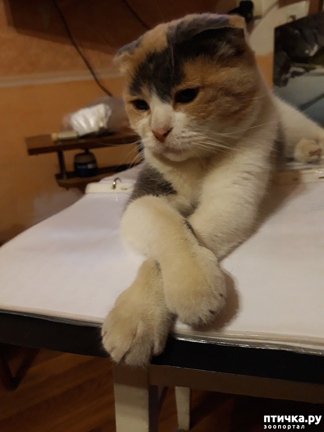 ���� 7: ����������� �� ����������� (������ ��� �������?) �����-��������