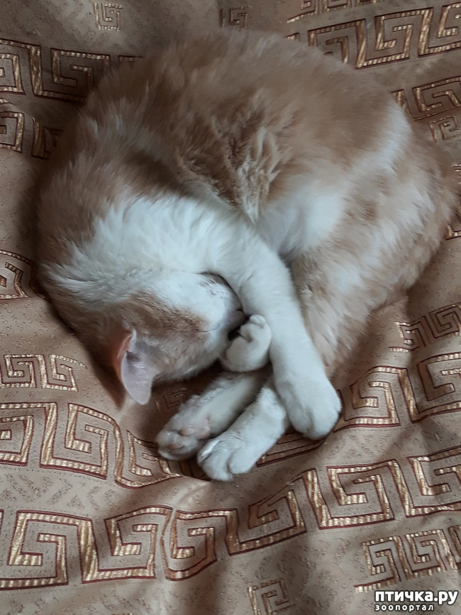 ���� 8: ����������� �� ����������� (������ ��� �������?) �����-��������