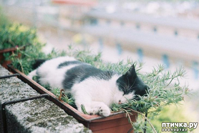 ���� 1: ����������� �� ����������� (������ ��� �������?) �����-��������