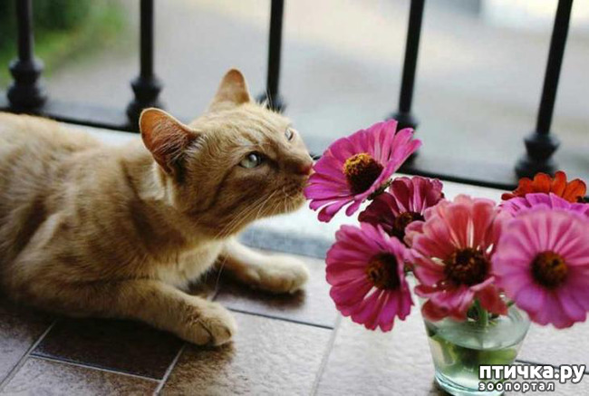 ���� 2: ����������� �� ����������� (������ ��� �������?) �����-��������