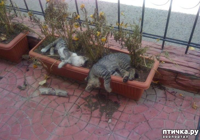 ���� 3: ����������� �� ����������� (������ ��� �������?) �����-��������