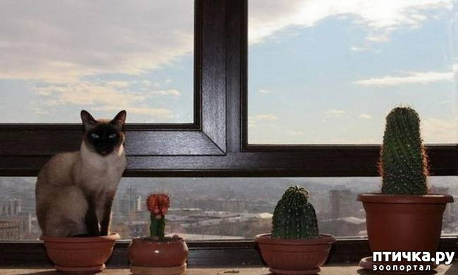 ���� 5: ����������� �� ����������� (������ ��� �������?) �����-��������