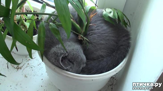 ���� 11: ����������� �� ����������� (������ ��� �������?) �����-��������