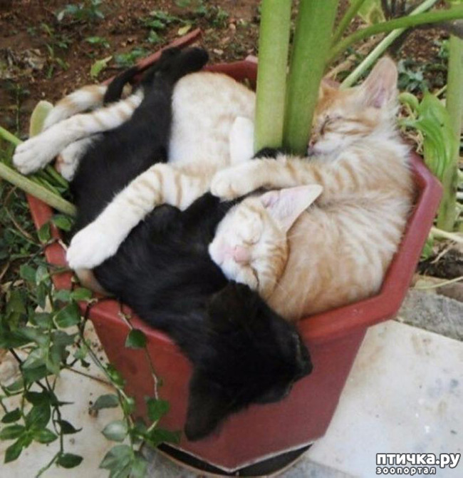 ���� 15: ����������� �� ����������� (������ ��� �������?) �����-��������