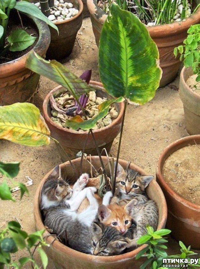 ���� 16: ����������� �� ����������� (������ ��� �������?) �����-��������