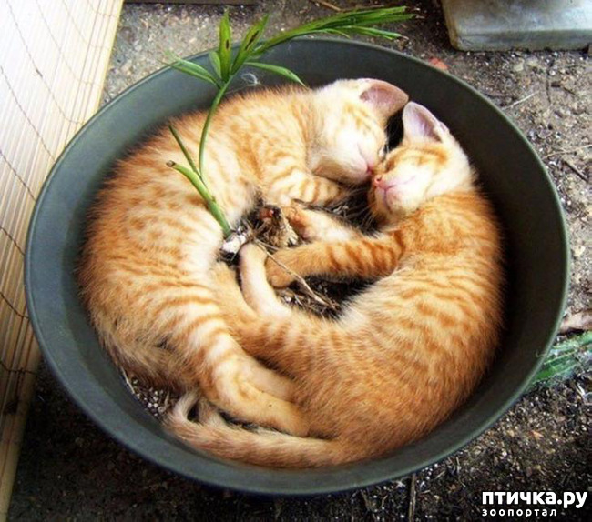 ���� 21: ����������� �� ����������� (������ ��� �������?) �����-��������