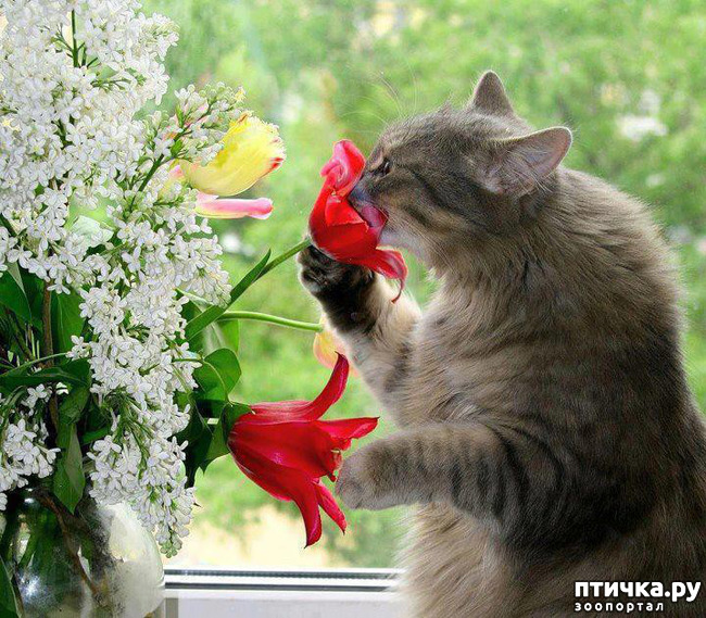 ���� 33: ����������� �� ����������� (������ ��� �������?) �����-��������