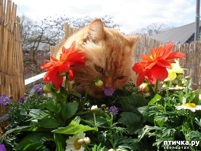 ���� 25: ����������� �� ����������� (������ ��� �������?) �����-��������