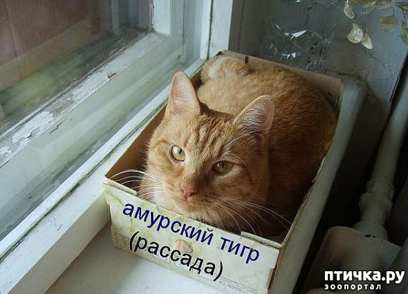 ���� 27: ����������� �� ����������� (������ ��� �������?) �����-��������