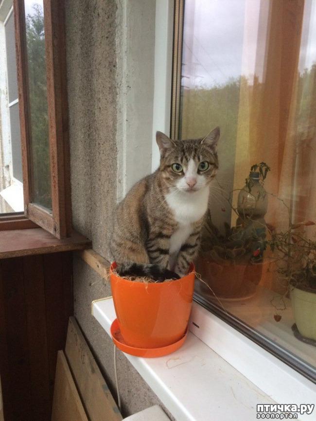 ���� 28: ����������� �� ����������� (������ ��� �������?) �����-��������