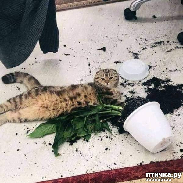 ���� 29: ����������� �� ����������� (������ ��� �������?) �����-��������