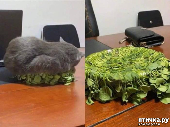 ���� 30: ����������� �� ����������� (������ ��� �������?) �����-��������