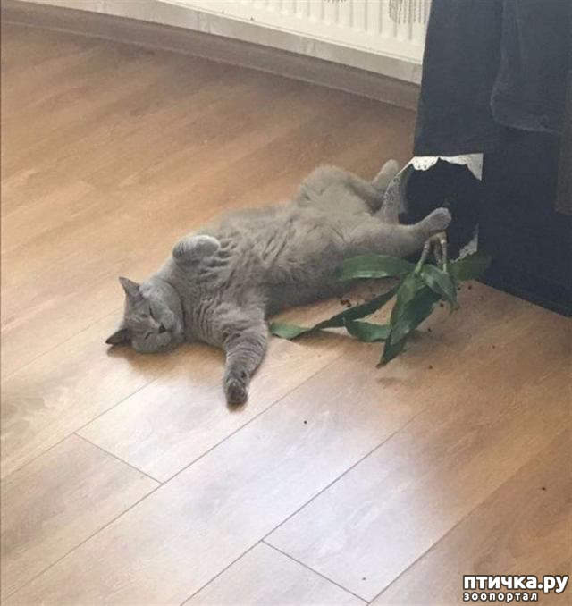 ���� 31: ����������� �� ����������� (������ ��� �������?) �����-��������