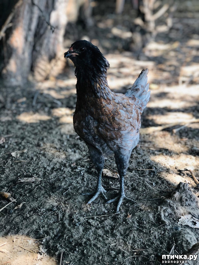 ���� 31: ������ ����� � ����� �������.