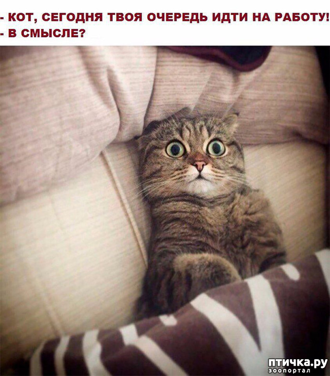 ���� 1: �����������! ��������