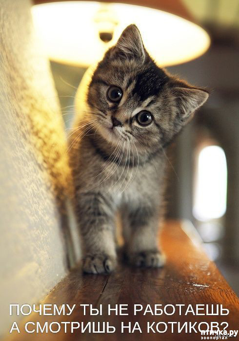 ���� 10: �����������! ��������