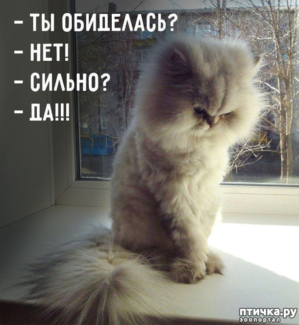 ���� 11: �����������! ��������