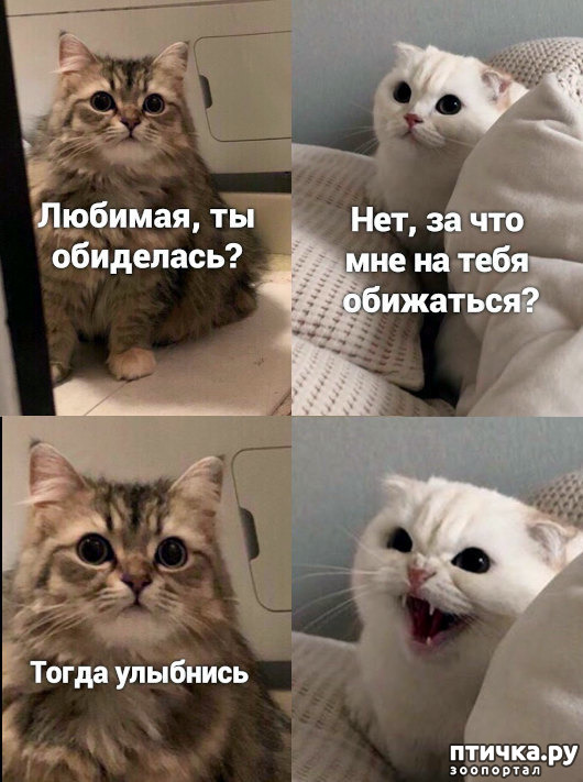 ���� 15: �����������! ��������