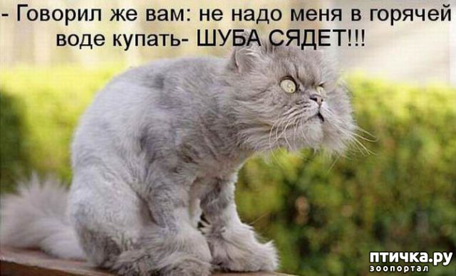 ���� 36: �����������! ��������