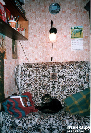 ����: ������ ����