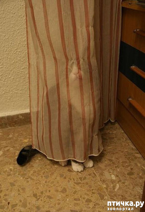 ����: ����������� �� �������������, ���� ��� � �������. ���-���-���-������-���� � ���� ��� ������