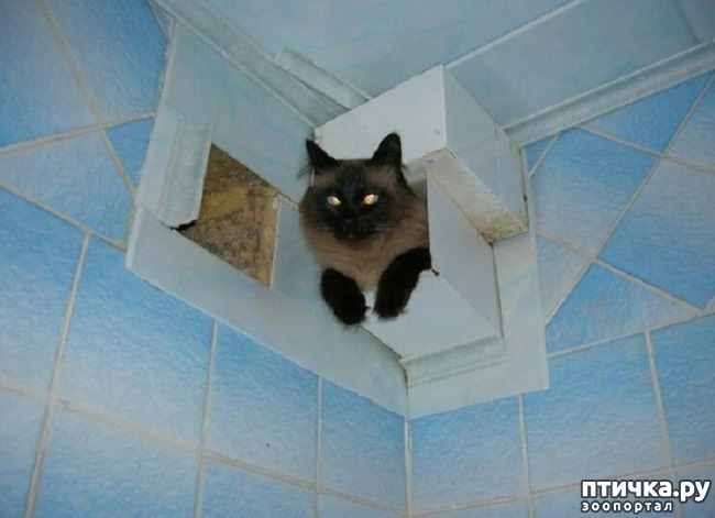 ���� 11: ����������� �� �������������, ���� ��� � �������. ���-���-���-������-���� � ���� ��� ������