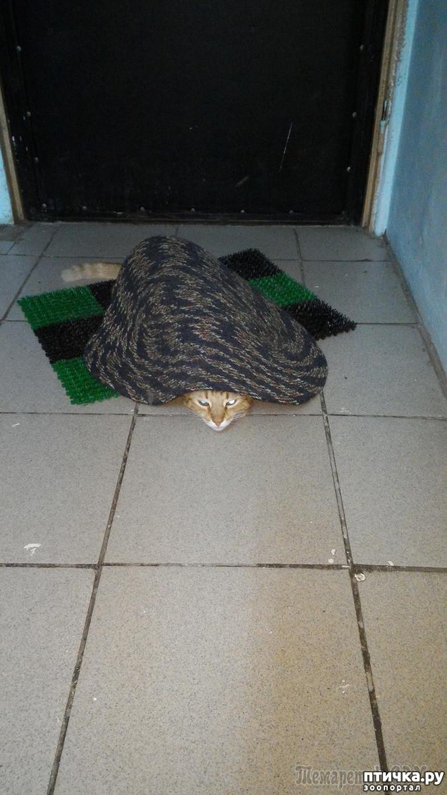 ���� 26: ����������� �� �������������, ���� ��� � �������. ���-���-���-������-���� � ���� ��� ������