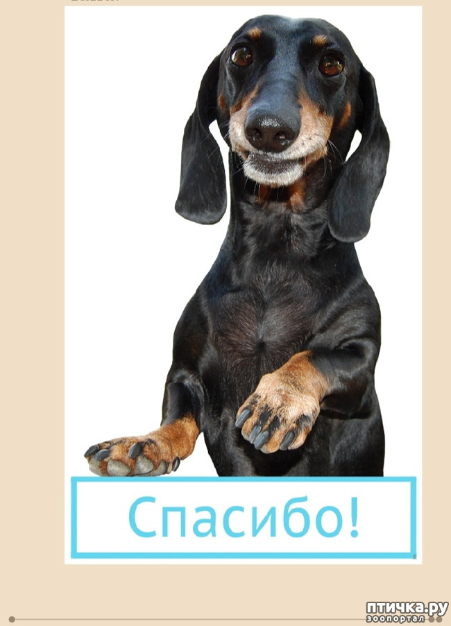 фото 2: Галина Трилис "Короткие истории длинной таксы"
