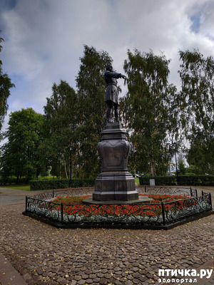 ����: ��������