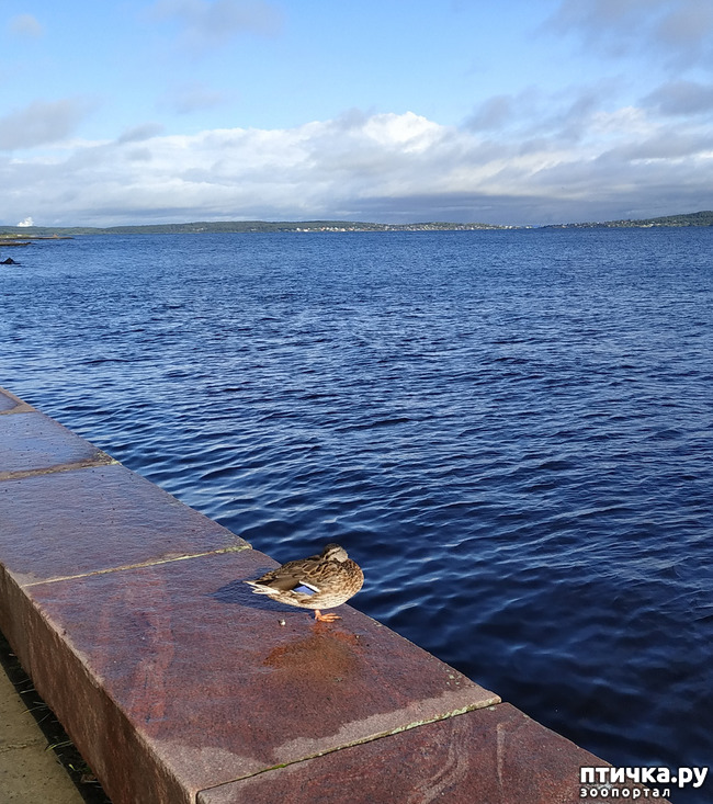 ���� 8: ��������