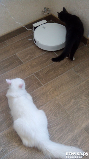 фотография: Коты и пылесос фото: Коты и пылесос