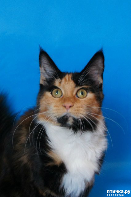 ���� 2: �������! ��������� - ��� ��� �������!