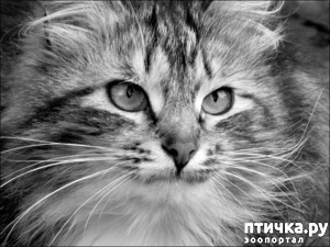 фотография: Человек! Знакомься - это моя женщина! фото: Человек! Знакомься - это моя женщина!