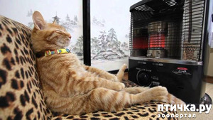 фотография: Котоматрица по... средам. Умете ли вы отдыхать? фото: Котоматрица по... средам. Умете ли вы отдыхать?