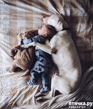 фотография: Собаки и дети фото: Собаки и дети